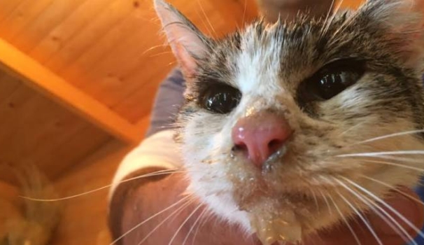 La gattina salvata ad Amatrice in una foto Enpa La gattina salvata ad Amatrice in una foto Enpa