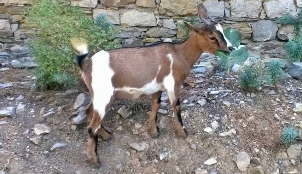 Risultati immagini per capre di palmaria