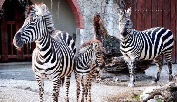 Risultati immagini per zebra cris