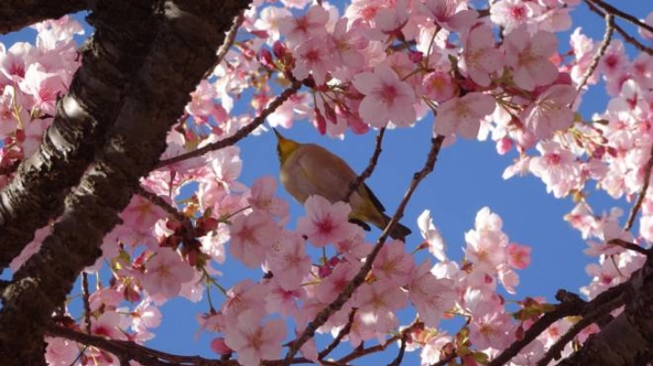 20 marzo 2022: inizia la primavera astronomica