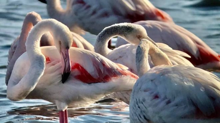 Fenicotteri rosa Fenicotteri rosa
