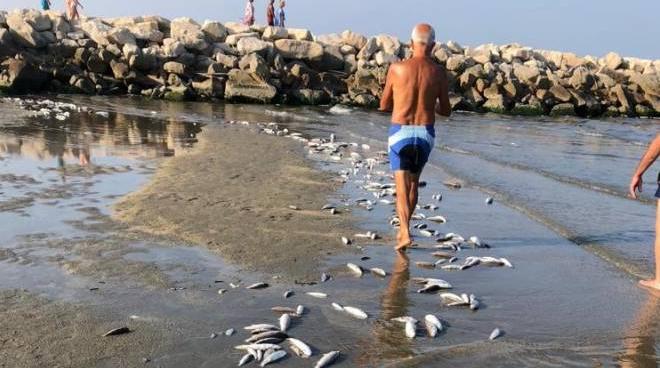 lidi di comacchio moria di pesci e un fenomeno naturale cronaca ilrestodelcarlino it