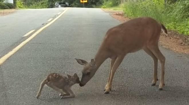 usa mamma cervo aiuta il cerbiatto terrorizzato dall auto il toccante video esteri