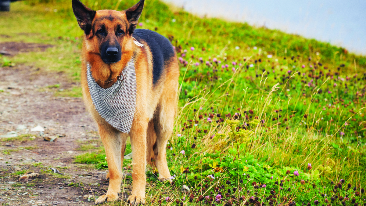 Hudson & Rex-Gioco di ossa