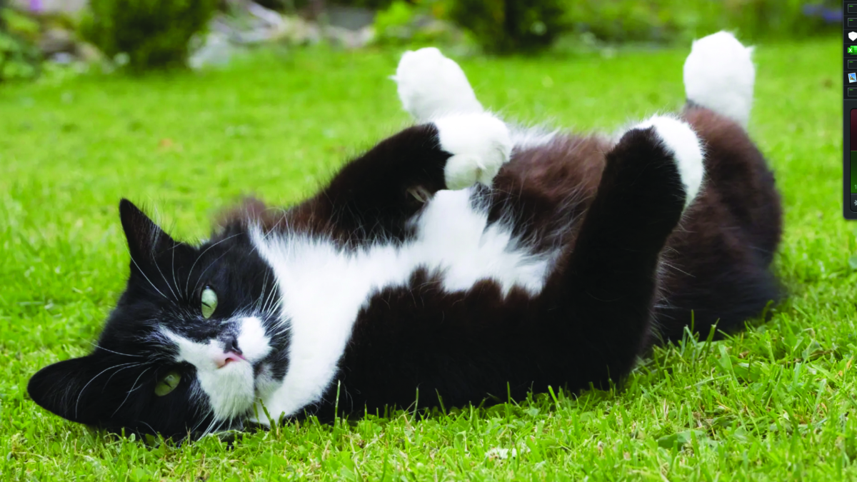 Desperate House Cats