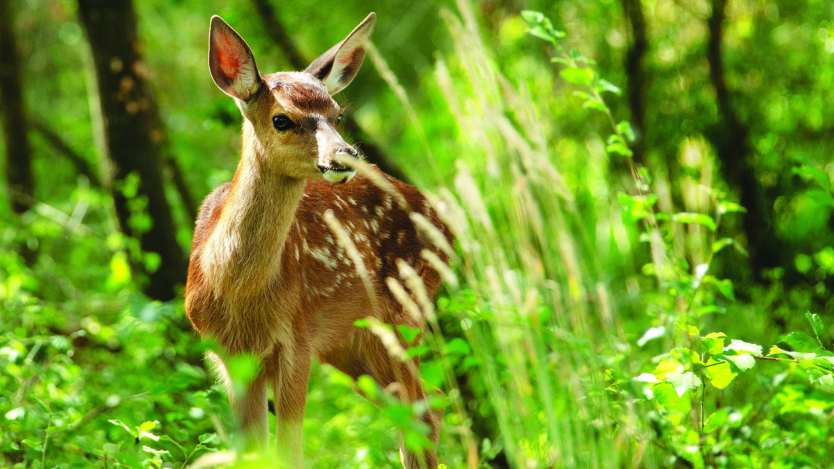 Bambi - Una vita nei boschi