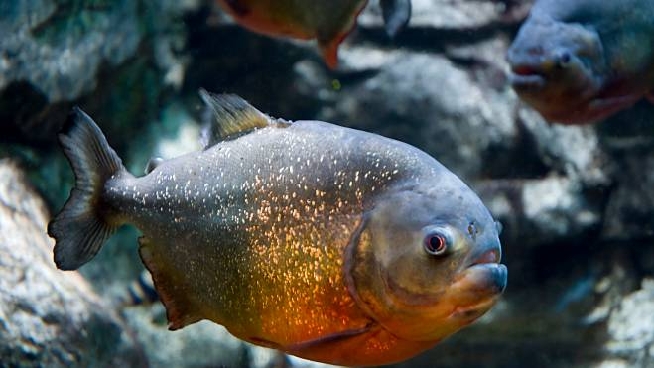 Merate Dallo Stagno Emerge Un Piranha Scoperta Choc A San Rocco Cronaca Ilgiorno It