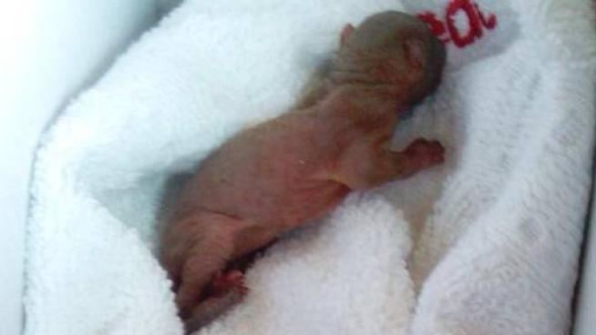 Cuccioli Di Scoiattoli Caduti Dalla Tana Salvati Dall Ambulanza Veterinaria Svs Cronaca
