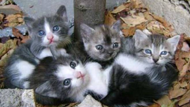 Al Via Il Processo Al Presunto Killer Dei Gatti Chiesta Perizia Psichiatrica Cronaca