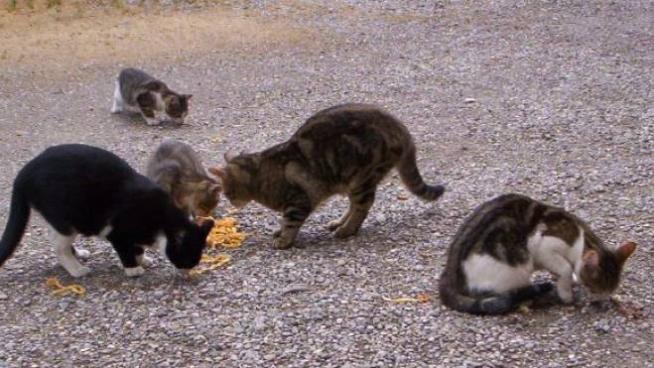 La Lav Denuncia A Lucca Cancellate 56 Colonie Feline In Periferia E 4 Nel Centro Storico Cronaca