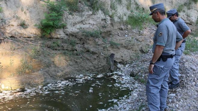 Scarico Di Liquami Quintali Di Pesci Morti Nel Fiume Foglia Cronaca Ilrestodelcarlino It