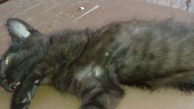 Allarme In Citta Polpette Trappola Per Cani E Gatti Un Micio Trovato Morto Cronaca