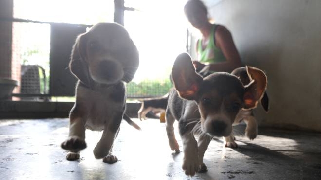 A Milano Nasce Adottami La App Per Trovare Una Nuova Famiglia A Cani E Gatti Abbandonati Cronaca