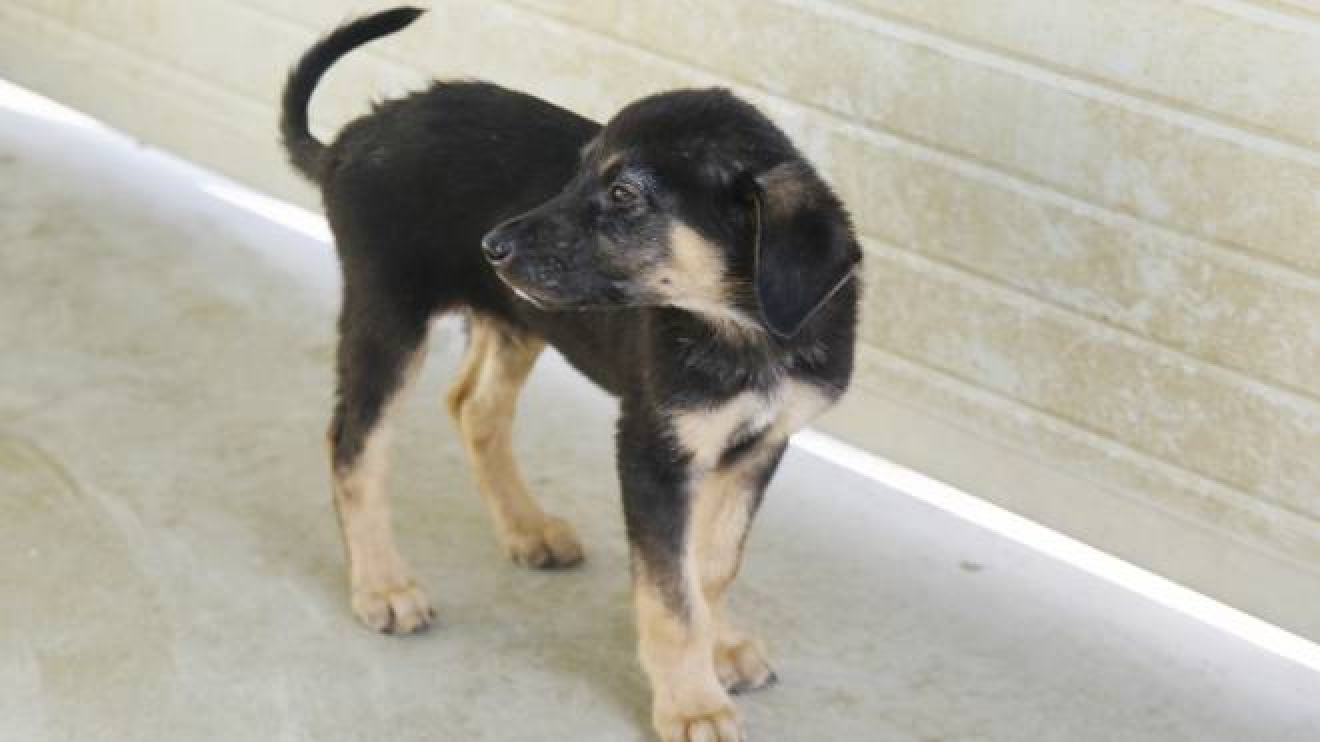 Banda Organizza Razzia Di Cani Rubati Per Vendere I Loro Cuccioli Cronaca Ilrestodelcarlino It