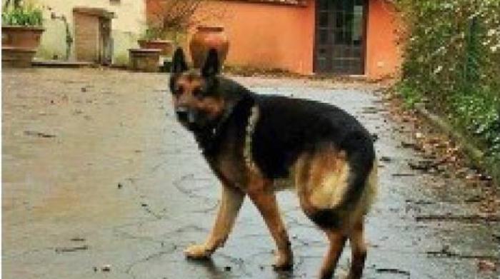 Lupo Una Nuova Vita Dopo Il Grande Dolore Della Morte Del Padrone Animali Quotidiano Net