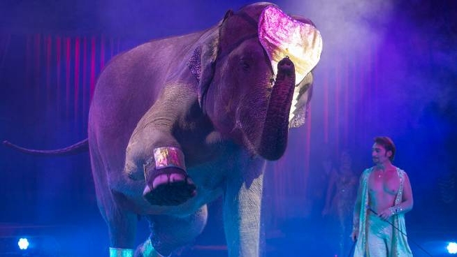 Effetto Virus Circo Alla Fame Salvato Mobilitazione Per Gli Artisti E Gli Animali Cronaca