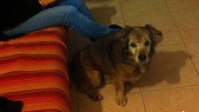 A 15 Anni Sordo E Cieco Trova Casa In Cooperativa Animali Quotidiano Net