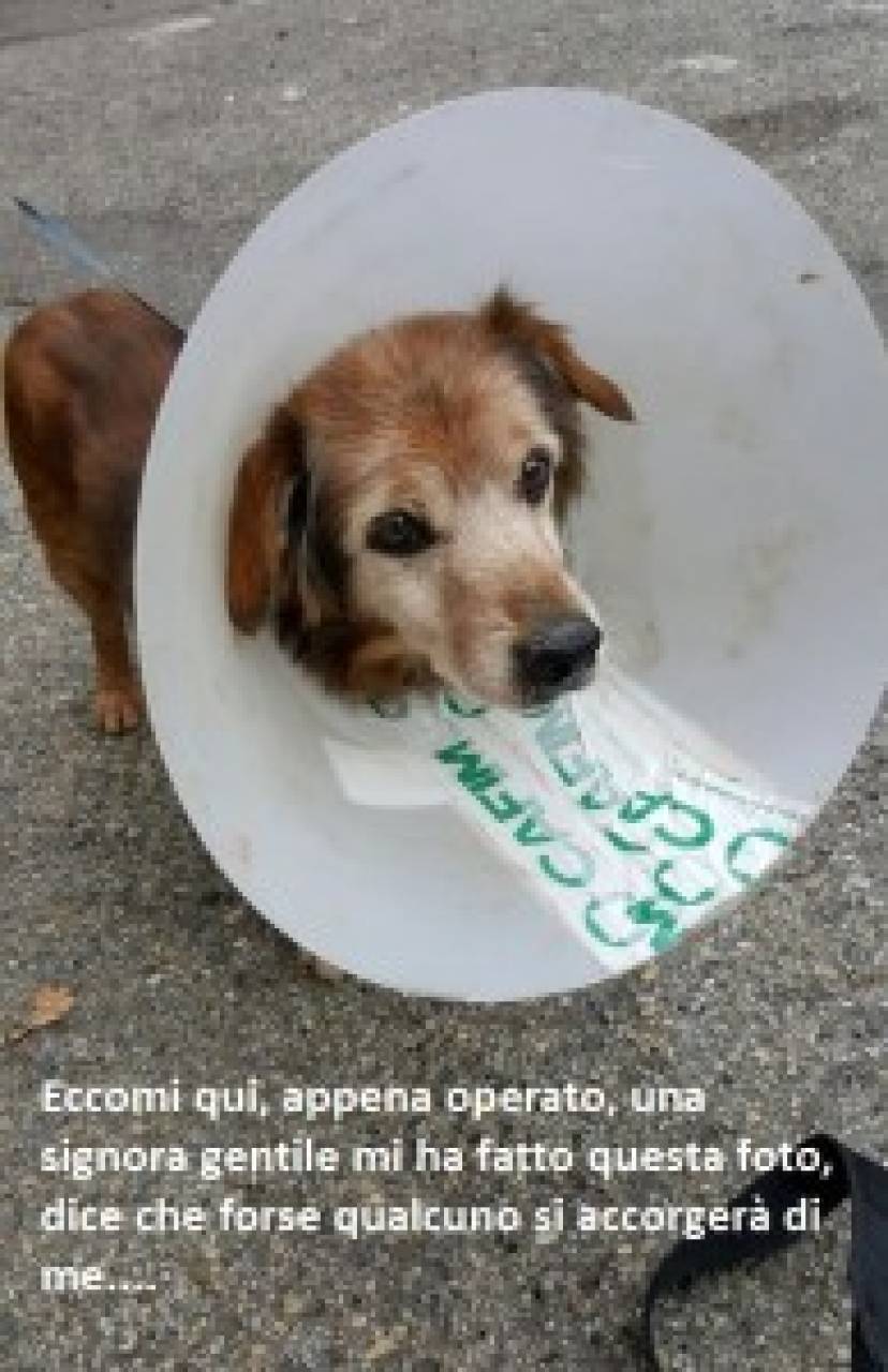 A 15 Anni Sordo E Cieco Trova Casa In Cooperativa Animali Quotidiano Net