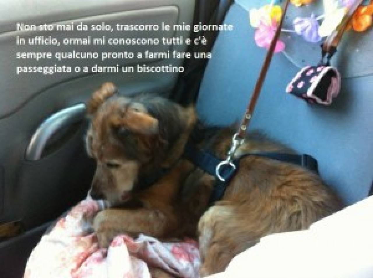 A 15 Anni Sordo E Cieco Trova Casa In Cooperativa Animali Quotidiano Net