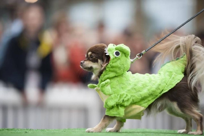 Sfilata Di Moda E Concorso Di Bellezza Per Cani A Londra Esteri Quotidiano Net