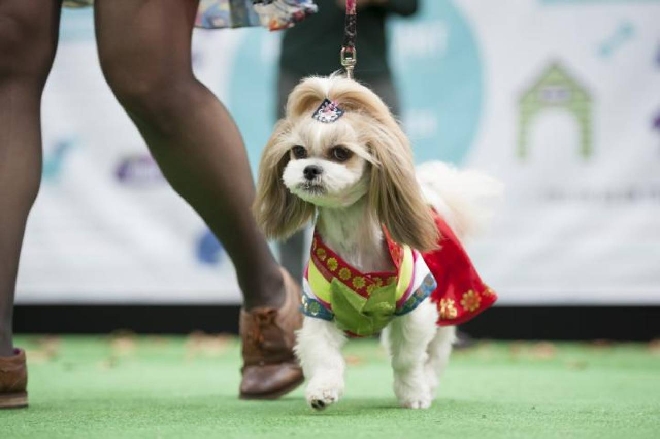 Sfilata Di Moda E Concorso Di Bellezza Per Cani A Londra Esteri Quotidiano Net