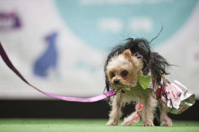 Sfilata Di Moda E Concorso Di Bellezza Per Cani A Londra Esteri Quotidiano Net