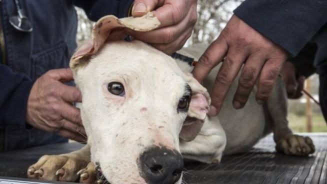 www randysbrochuredelivery com