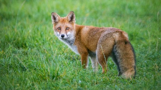 Piccola Volpe Era La Mascotte Del Paese Uccisa A Colpi Di Fucile Animali Quotidiano Net