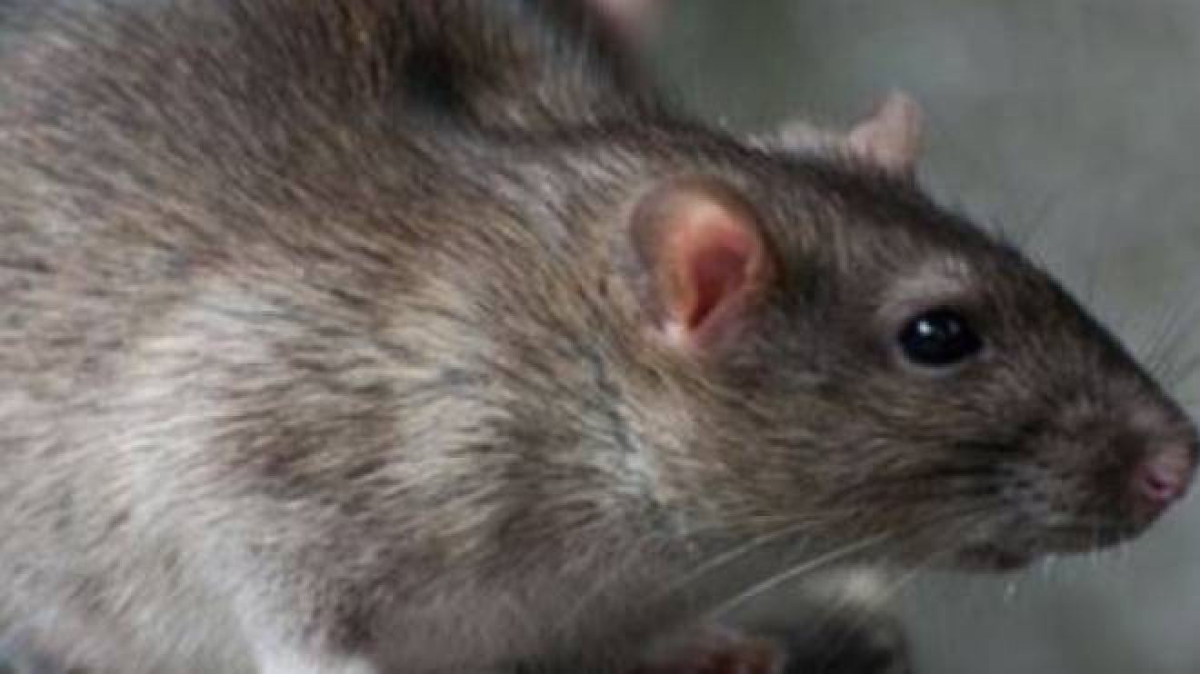 Beve Te Inquinato Da Escrementi Di Topo E Si Sente Male Cronaca Ilrestodelcarlino It