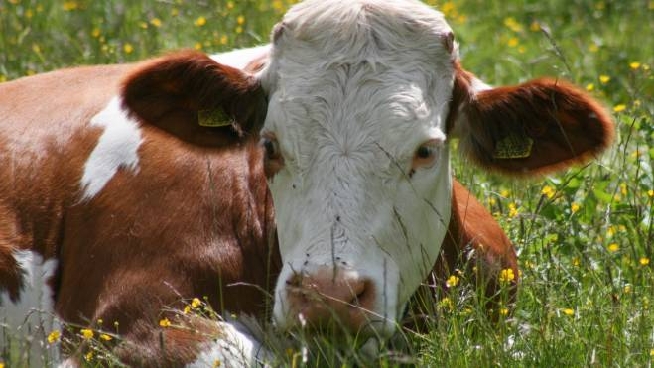 Mucche Maltrattate L Apa Ribatte Sdegnata Niente Di Vero Cronaca Ilgiorno It