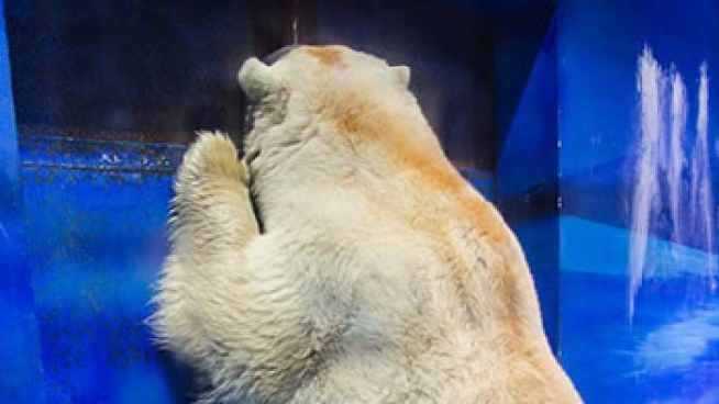 Mezzo Milione Di Firme Per Liberare L Orso Del Centro Commerciale Animali Quotidiano Net