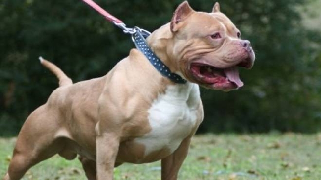 Crema Azzannato Da Due Grossi Cani Mentre Cammina Per Strada Cronaca Ilgiorno It