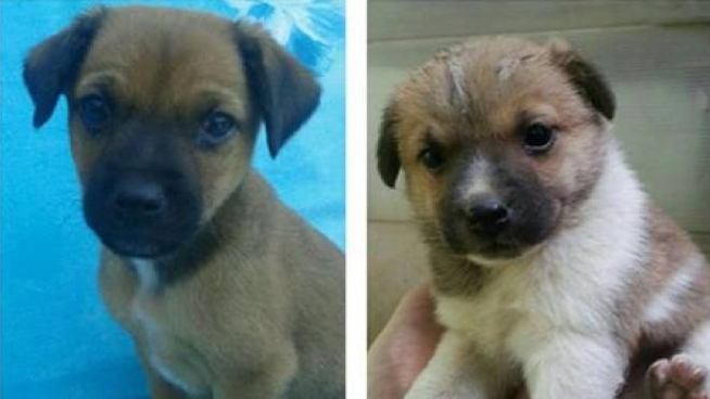 Cani Rubati A Morbegno L Appello Del Padrone Su Facebook Cronaca Ilgiorno It