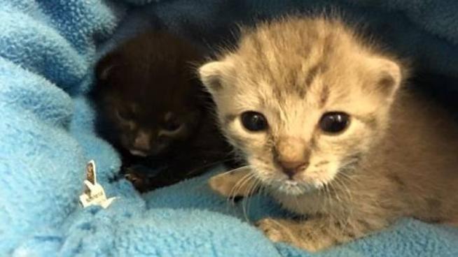 Gatti Appena Nati E Emergenza Mai Visti Cosi Tanti Abbandoni Estivi Cronaca Lanazione It