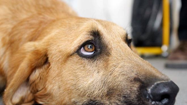 Cane Trovato Morto Legato Alla Catena Senza Acqua Ne Cibo Cronaca Ilrestodelcarlino It