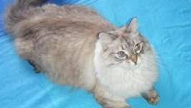 Gatto Trovato Morto Dopo Due Mesi Nella Casa Sequestrata Cronaca Ilgiorno It