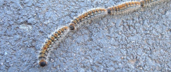 Allarme Processionaria Ma Quei Bruchi Neri Sono I Cugini Innocui Cronaca Ilrestodelcarlino It