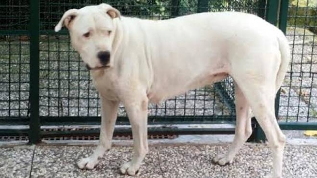 Sequestrati Dogo Argentini Destinati Ai Combattimenti Animali Quotidiano Net