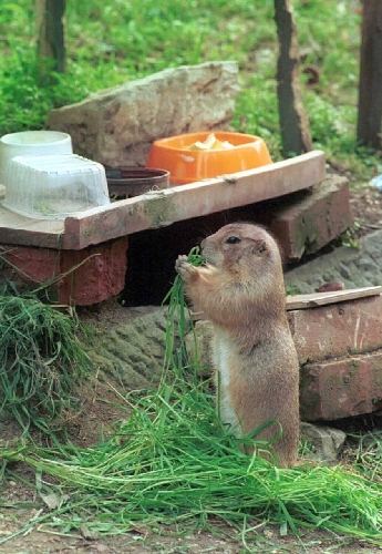 Dal Pitone Al Cincilla Ecco I 10 Animali Della Foresta Urbana E Quanto Costa Mantenerli Cronaca