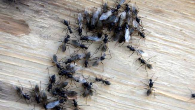 Bologna Formiche In Casa Ecco Le Cause E I Rimedi Cronaca Ilrestodelcarlino It