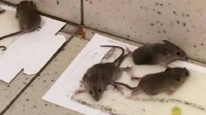 Dopo La Pioggia Ecco I Topi Il Sindaco Chiude Il Cimitero Cronaca Ilgiorno It