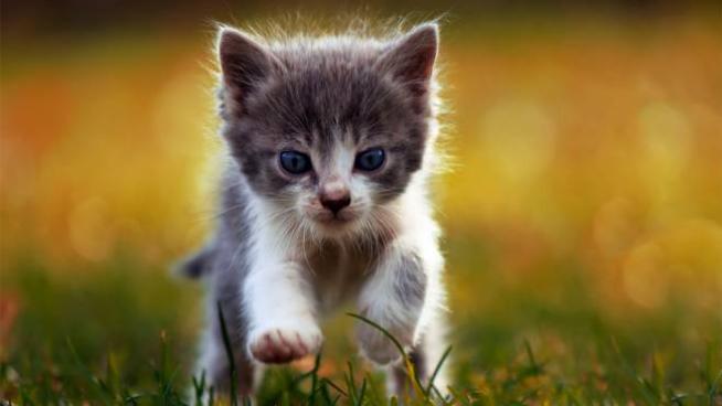 Le Foto Dei Cuccioli Rendono I Matrimoni Piu Felici Animali Quotidiano Net