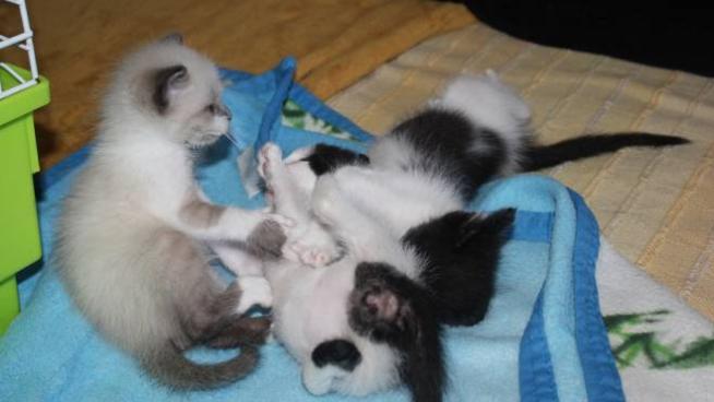 Lecco Cuccioli Di Gatto Vivi Nel Freezer Denunciata Presunta Serial Killer Di Felini Cronaca