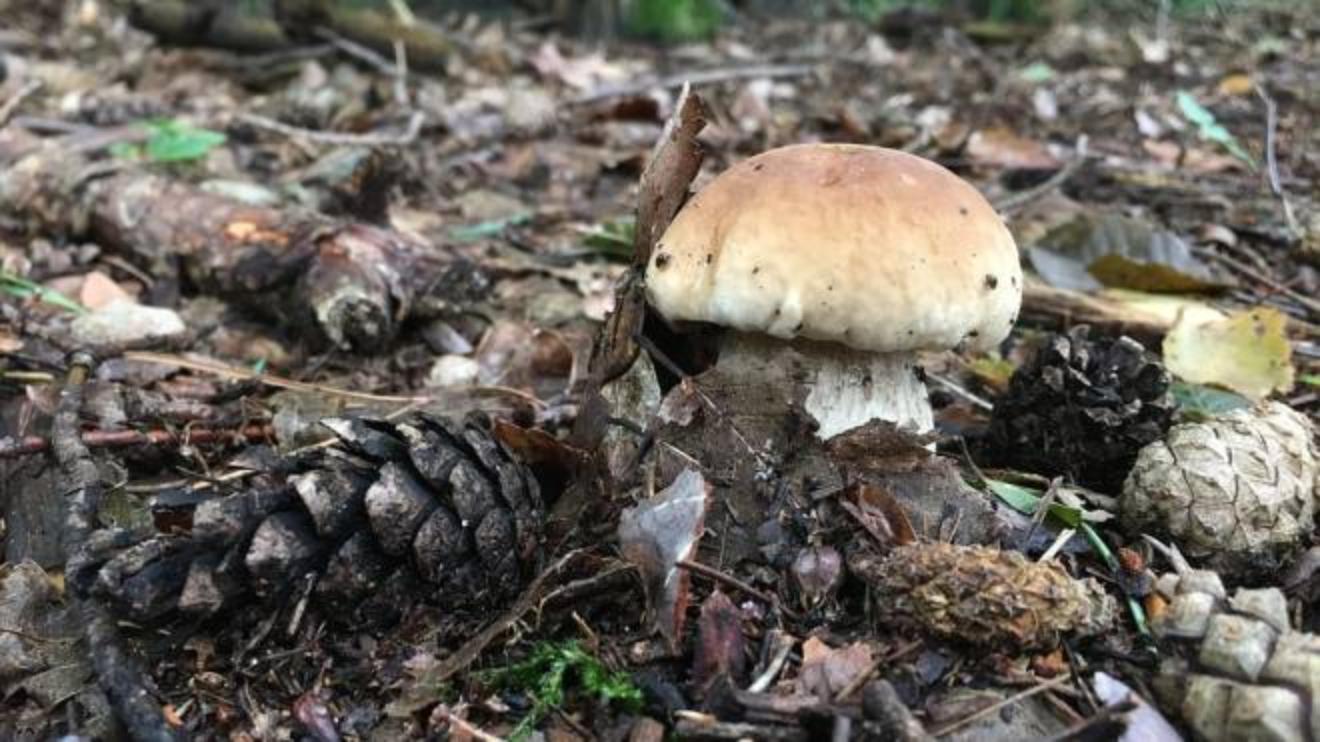 Tempo Di Funghi 5 Localita Dove Trovare I Porcini In Lombardia Cosa Fare Ilgiorno It