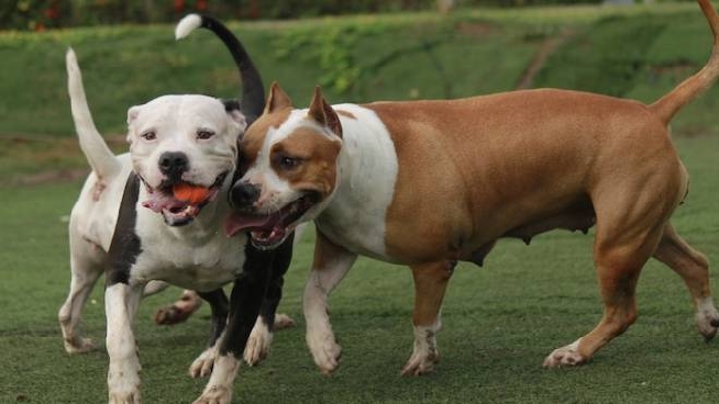 Orecchie Mozzate Ai Cani Da Concorso Veterinari Nei Guai Per Maltrattamenti Cronaca