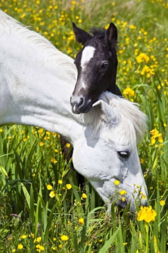 Famiglie Di Animali Le Foto Piu Belle Curiosita Quotidiano Net