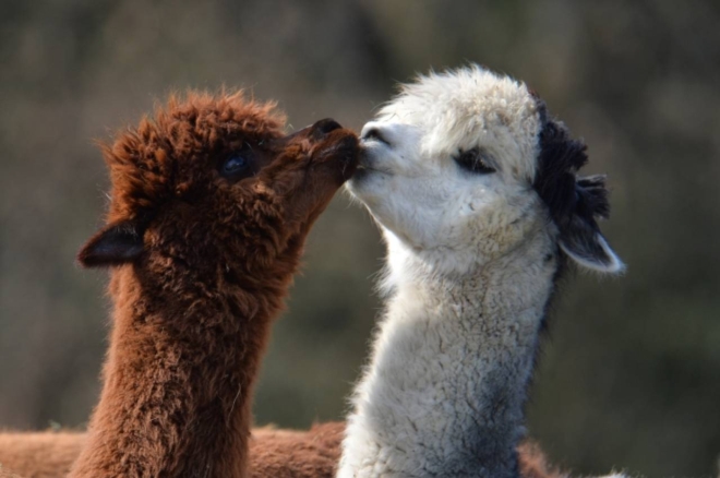 Famiglie Di Animali Le Foto Piu Belle Curiosita Quotidiano Net