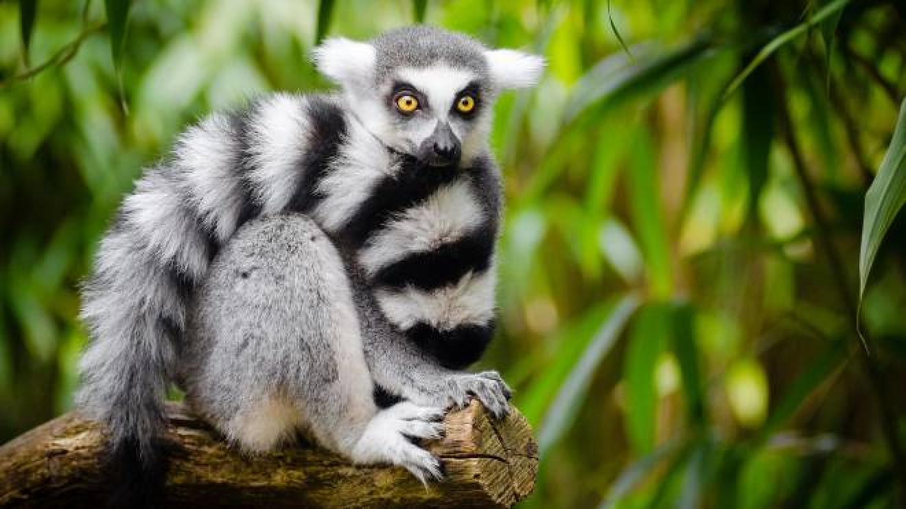 I Lemuri Sono Sempre Piu Vicini All Estinzione Ecco Perche Animali Quotidiano Net