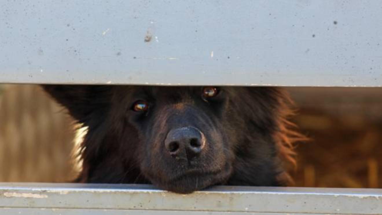 Sciacca Enpa Sterilizzera I Cani Di Proprieta L Asl Pensera Ai Randagi Animali Quotidiano Net