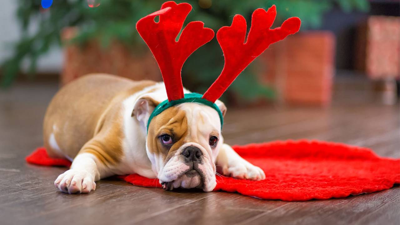 Buone Feste Di Natale Le Frasi Di Auguri Piu Dolci E Divertenti Cronaca Quotidiano Net